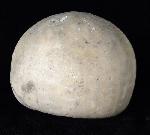Echinocorys scutata (LESKE 1778) - Bild © FossNet FossilienStore